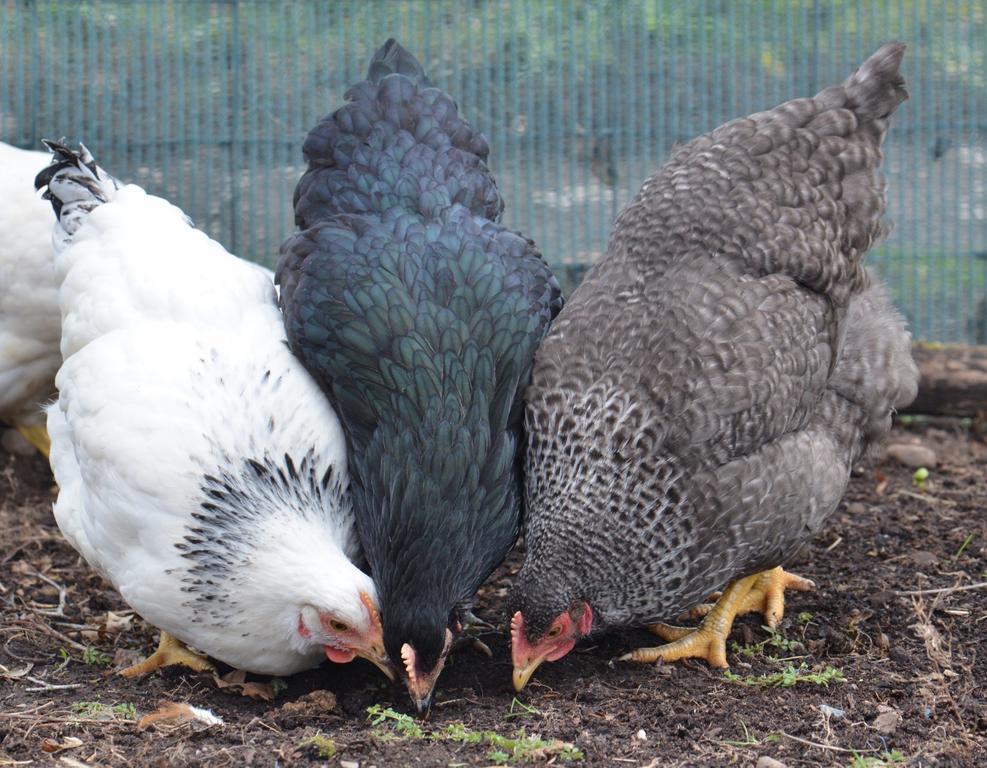 Home Farm Bed And Breakfast เมียร์ออฟออร์ด ภายนอก รูปภาพ